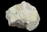 Fossil Triceratops Frill Section - North Dakota #117272-1